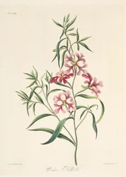 Pretty Clarkia, z Květinové ilustrace ročních období, hospoda. 1829 (ručně kolorovaná rytina)