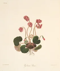 Kulatý listnatý brambořík, z květinových ilustrací ročních období, hospoda. 1829 (ručně kolorovaná rytina)