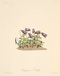 Květina Russet Bell, z knihy Floral Illustrations of the Seasons, pub. 1829 (ručně kolorovaná rytina)