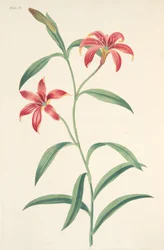 Jednobarevná čínská lilie, z Květinové ilustrace ročních období, hospoda. 1829 (ručně kolorovaná rytina)