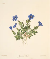 Jarní hořec, z Květinové ilustrace ročních období, hospoda. 1829 (ručně kolorovaná rytina)