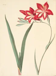 Vynikající kukuřičná vlajka, z květinových ilustrací ročních období, hospoda. 1829 (ručně kolorovaná rytina)