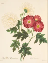 Vynikající bílá chryzantéma a raná červená, z květinových ilustrací ročních období, hospoda. 1829 (ručně kolorovaná rytina)