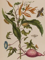 Ilustrace z 