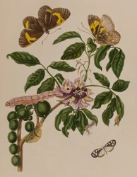 Ilustrace z 