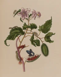 Ilustrace z 