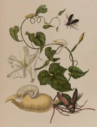 Ilustrace z 