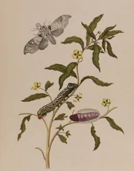 Ilustrace z 