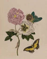 Ilustrace z 