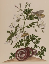 Ilustrace z 