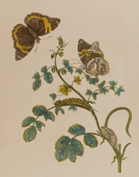 Ilustrace z 