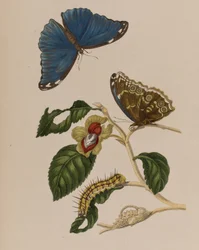Ilustrace z 
