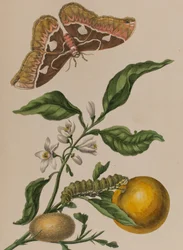 Ilustrace z 