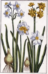 Narcis - v „“Obecné historii hmyzu Surinamu a celé Evropy““ od Marie Sibylly de Merian, ed. Desnos, Paříž