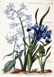 Bílý orientální hyacint, velký listový kosatec, psí zub, velké modré muscari - v „Histoire générale des hmyzu de Surinam et de toute l