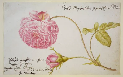 List alba s růží, 1675