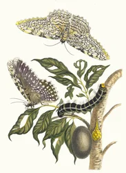 Arbre de gomme-gutte. Z knihy Metamorphosis insectorum Surinamensium, 1705.