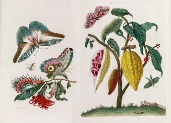 Z knihy Metamorphosis insectorum Surinamensium, 1705.