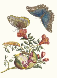Granátník. Z knihy Metamorphosis insectorum Surinamensium, 1705.