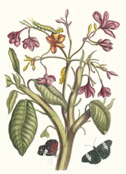 Jasmín des Indes. Z knihy Metamorphosis insectorum Surinamensium, 1705.