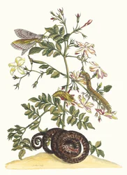 Jasminum grandiflorum. Z knihy Metamorphosis insectorum Surinamensium, 1705.