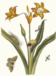 Lis Rouge. Z knihy Metamorphosis insectorum Surinamensium, 1705.