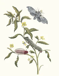 Ludwigia octovalvis. Z knihy Metamorphosis insectorum Surinamensium, 1705.