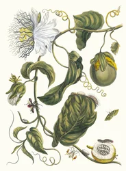 Marquiaas. Z knihy Metamorphosis insectorum Surinamensium, 1705.