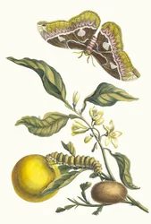 Oranžer. Z knihy Metamorphosis insectorum Surinamensium, 1705.