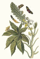 Palma Christi. From the Book Metamorphosis insectorum Surinamensium, 1705.    1193238   cs       czech Successfully Translated  Original: Ueno dierentuin Ueno Zoo (title on object) Herinneringen aan Tokyo (series title) Tokyo kaiko zue (series title) Trans