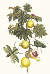 Pomme de Sodome. Z knihy Metamorphosis insectorum Surinamensium, 1705.
