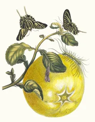 Pompelmous. Z knihy Metamorphosis insectorum Surinamensium, 1705.