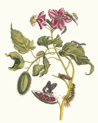 Rocu. Z knihy Metamorphosis insectorum Surinamensium, 1705.