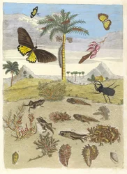 Roháč, obojživelníci a palmy. Z knihy Metamorphosis insectorum..., 1705.