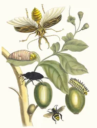 Tabrouba. Z knihy Metamorphosis insectorum Surinamensium, 1705.