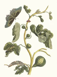 Bílá guava. Z knihy Metamorphosis insectorum Surinamensium, 1705.