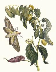 Zursak. Z knihy Metamorphosis insectorum Surinamensium, 1705.
