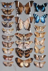 Dvacet čtyři můr, ve třech sloupcích, většinou patřících do čeledi Noctuidae