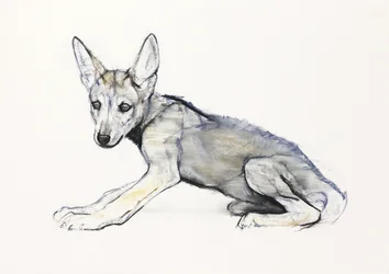 Dospívající štěně arabského vlka, 2009 (conte und uhel na papíře)