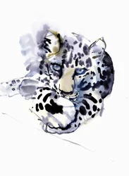 Arabský leopard, 2008