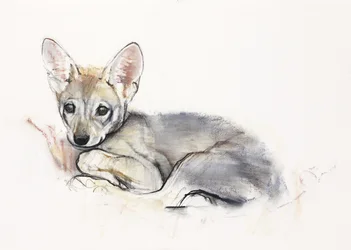 Curled Arabian Wolf Pup, 2009 (conte und charcoal na papíře)