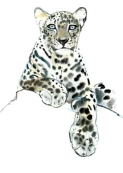 Direct (arabský leopard), 2015, (akvarel a kvaš na papíře)