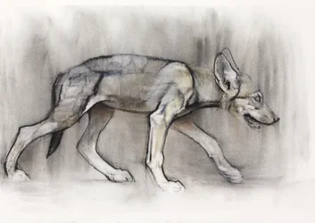 Štíhlé štěně (arabský vlk), 2009 (conte und charcoal na papíře)