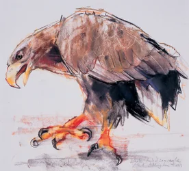 Raptor, 2001 (charcoal and conte na papíře)