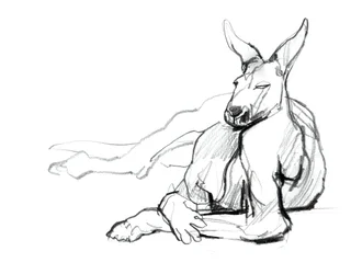 Odpočívající sportovec (Red Kangaroo), 2012, (grafit na papíře)