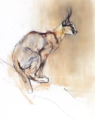 Sedící Caracal, 2009 (conte und charcoal na papíře)