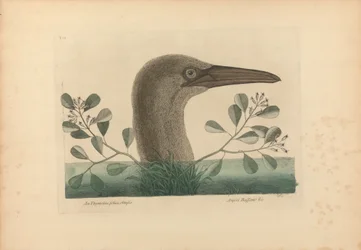 Thymelaea s tupými listy; Anseri Bassano atd.: terej velký, tabule 86 z „Přírodopisu Karolíny, Floridy a Bahamských ostrovů“, svazek I, 2. vydání, Londýn 1754