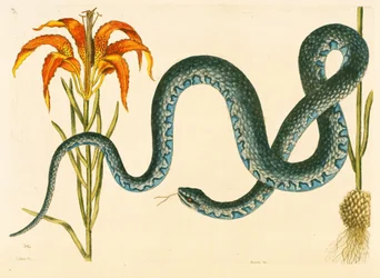 Anguis, the Wampum Snake, deska 58, sv. 1 z „Přírodní historie Karolíny, Floridy a Baham“