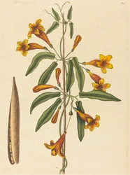 Křížová réva Bignonia capreolata, vydaná 1754.