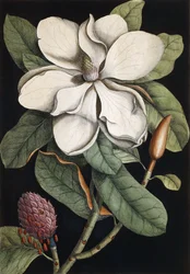 Vavřínový strom, 1731-1743